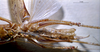 CollectionObject 1516536; NNM 3224766, 865316f2-491c-431b-a8a8-adb7e14dd5a9: male ventral view (paratype). (CollectionObject).