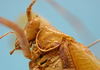 CollectionObject 1542989; d09348bc-01dc-4a55-afa7-00afff04abc7: male pronotum, lateral view (holotype of Hammatofera brasiliensis). (CollectionObject).
