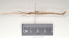 CollectionObject 1557036; NHMUK(SF IMPORT DUPLICATE) 844802, 575e1ed2-d63a-4c99-b8f5-7f5af21cf33e: copyright Natural History Museum, London. male, lateral view (holotype). (CollectionObject).