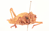 CollectionObject 1518329; 548e3994-ecd9-4443-940c-c55c94b2010c, NHMUK013805619: male, lateral view (holotype). (CollectionObject).