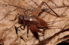 Macrobinthus jharnae (Bhowmik, 1981): male (on leaf litter, Baitabag forest, Papua New Guinea). (Otu).