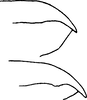 Pygofer appendages on Erythria manderstjernii (Kirschbaum, 1868): Pygofer dorsal appendage (Italy). (Observation).