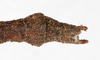CollectionObject 1557776; db09e5e6-a031-42c2-8b75-5c488b61d0ea: copyright NMW. male: end of abdomen, dorsal view (syntype). (CollectionObject).;CollectionObject 1557777; 022a4bd5-75b3-4878-9016-fc44d8d98d1b: copyright NMW. male: end of abdomen, dorsal view (syntype). (CollectionObject).