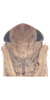 Head on Exitianus nanus (Distant, 1908): Face. (Observation).