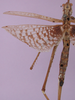 Zaprochilus australis (Brullé, 1835): female, dorsal view. (Otu).