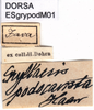 CollectionObject 1537650; 899aa1a3-0b21-4830-8ab8-c7e0ed60ec9a: labels. (CollectionObject).