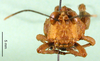 CollectionObject 1502212; a72be246-4757-4c53-a253-7048441d00fd: female, frontal view (syntype or allotype). (CollectionObject).
