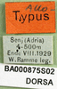 CollectionObject 1580856; f0c41eff-427e-43e2-a757-5ac441be381d: labels (allotype). (CollectionObject).