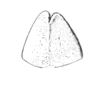 Ceuthophilus (Hemiudeopsylla) latipes Scudder, 1894: Fig. 374. Subgenital plate (male). (Otu).