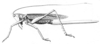 Eumacroxiphus (Eumacroxiphus) vaginatus (Pictet, 1888): Pg. 82, Pl.2, Fig.27 (as Macroxiphus v). female, body length 42, pronotum 10, ovipositor 52, tegmen 47 mm. (Otu).