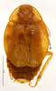 CollectionObject 1587194; MNHN(SF IMPORT DUPLICATE) MNHN-EP-EP1109, a096df44-4c8a-4fab-b370-9c1c848ab1d0: CC BY-NC-ND 4.0/MNHN - Depraetere Marion - 2014. Holotype, male, of biplagiata Bolívar, 1897. Specimen number: MNHN-EP-EP1109. http://coldb.mnhn.fr/catalognumber/mnhn/ep/ep1109. (CollectionObject).