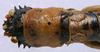 CollectionObject 1535037; 20c4037b-51ee-4c7f-a66a-4284a02ac41a: female pronotum, dorsal view (holotype). (CollectionObject).
