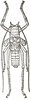 Polycleptis scutellifera Karsch, 1891: Fig. 3. male, dorsal view (body length 23 mm). (Otu).