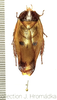 Gyna capucina Gerstaecker, 1883: (Otu).