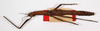 CollectionObject 1562383; bb24c673-e74e-40ee-93c7-fcfeacd4cacc: copyright ZMB, Berlin. female (syntype). (CollectionObject).;CollectionObject 1562384; d3ae3f62-92cf-49f3-89af-34838899ffec: copyright ZMB, Berlin. female (syntype). (CollectionObject).