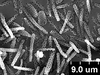 Brochosomes: !! display not done !! on Oncometopia (Oncometopia) orbona (Fabricius, 1798): OM95 | U.S.A., Illinois, Urbana, Jul-Aug 1999 | R. Rakitov | INHS. (Observation).