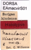 CollectionObject 1537532; 446c1b83-ec13-4618-93f6-fff65c3a0569: labels (holotype of M. virescens). (CollectionObject).