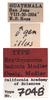 Other on Erythrogonia ladonia Medler, 1963: (Observation).