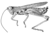 Balachowskyacris cerciata Descamps & Amédégnato, 1972: Fig. 136. male habitus. (Otu).