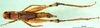CollectionObject 1589648; 98276269-0002-4a2b-9cea-5d9164080e9c: female, dorsal view (allotype). (CollectionObject).