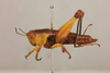CollectionObject 1518846; e18b631b-810a-4daf-9d28-dbb85bcab85c: female, lateral view (holotype). (CollectionObject).