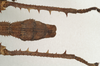copyright ZIN, St. Petersburg. male: end of abdomen, dorsal view (holotype). Depicts CollectionObject 1577055; e685f425-6bab-4823-994d-956cd6254cff, a CollectionObject.