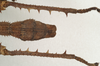 CollectionObject 1577055; e685f425-6bab-4823-994d-956cd6254cff: copyright ZIN, St. Petersburg. male: end of abdomen, dorsal view (holotype). (CollectionObject).