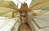 CollectionObject 1529781; 66931fa1-2cb6-499b-820f-e8f28854dfad: male stridulatory apparatus (holotype). (CollectionObject).