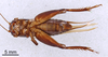 CollectionObject 1522776; a5758e9d-eed7-4c5c-b080-ca9e3ed7dd9c: Male, ventral view (holotype). (CollectionObject).