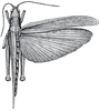 Copiocera harroweri Hebard, 1924: Pl. VII, Fig. 4 (after type). female, dorsal view (body length 50.2 mm, tegmina 46.5 mm). (Otu).