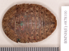 Platysilpha murina (Walker, 1868): Holotype, female, dorsal. BMNH(E)#878100. (Otu).