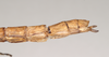 CollectionObject 1558242; 14cb91d8-5b02-48a2-9e8d-2415d0c71000: copyright Natural History Museum, London. female: end of abdomen, lateral view (holotype). (CollectionObject).