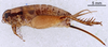 CollectionObject 1961626; 7dcbc70f-578e-48ad-ac04-865f220131b3, ANSP009_GRYLL_ANSP: Female, lateral view (paratype). (CollectionObject).