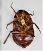 CollectionObject 1863658; 9b382772-f024-4f8a-9d3b-99f0f7690186: (CollectionObject).