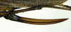 CollectionObject 1572850; 554b071c-f026-4ad2-8ae2-780320c45d7b: ovipositor (allotype). (CollectionObject).