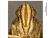 Head on Cunedda hyalipictata (Li & Wang, 2006): (Observation).