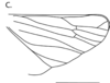 Hind wing: (Observation).