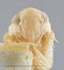 Head on Empoa (Empoa) scripta (McAtee, 1919): Head/Face. (Observation).
