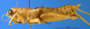 CollectionObject 1505378; fc3d23ee-c6b5-43f7-b0a7-3851a26718c4: female, lateral view (holotype). (CollectionObject).