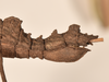 CollectionObject 1561574; 74591740-6a35-4808-a3b7-af4bc2cbcc59: copyright UMO. female: end of abdomen, lateral view of Acanthoderus gravidus (holotype). (CollectionObject).