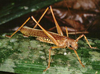 Ischnomela gracilis gracilis Stål, 1873: male (Costa Rica, La Selva). (Otu).