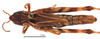 CollectionObject 1578313; d53adf59-3754-4d89-bc07-9aa58daf28ca: female, dorsal view (holotype of Omocestus hingstoni mongolicus Steinmann, 1967). (CollectionObject).