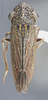 Habitus, dorsal view: !! display not done !! on Cuerna balli Oman & Beamer, 1944: Dorsal. (Observation).