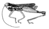 Nadiacris metallica Descamps & Amédégnato, 1972: Fig. 57. male, habitus. (Otu).