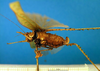 CollectionObject 1502441; 8d482cb8-7641-4b90-826a-d653042ee1a2: female, lateral view. (CollectionObject).