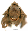 CollectionObject 1506784; f8efe573-e0b9-4679-b326-a32ac9f3f7cc: female, frontal view (holotype). (CollectionObject).