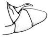 Leiotettix sanguineus Bruner, 1906: Fig. 17. male abdomen tip, lateral view. (Otu).