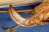 CollectionObject 1505309; b8d7e639-5214-4f6c-8fb0-b2cdf5e2fff9: female ovipositor (holotype). (CollectionObject).