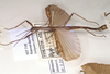 CollectionObject 1556917; 6d1f7db6-919b-468a-a0bd-88ea37cc8b7f: copyright UMO. male, lateral view (possibly not part of type series, although marked as such in collection). (CollectionObject).