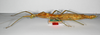 CollectionObject 1558167; 6bf15812-a03f-415e-94f2-ec07bce2fb0f: copyright ZMB, Berlin. female, lateral view of Diapherodes gibbosa (lectotype). (CollectionObject).